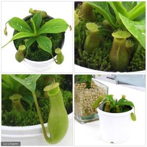 (食虫植物)ウツボカズラ ネペンテス ベントラ...の詳細画像2
