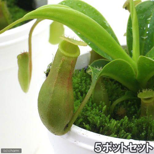 （食虫植物）ウツボカズラ　ネペンテス　ベントラータ　５ポットセット