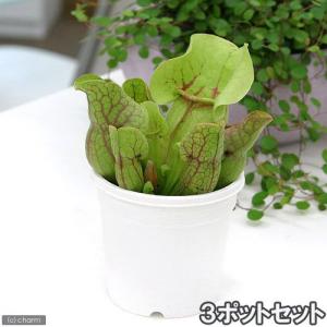 食虫植物）ウツボカズラ ネペンテス ボッシアナ 4号 吊り鉢タイプ（1