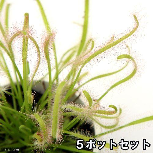（食虫植物）モウセンゴケ　アフリカナガバモウセンゴケ（ドロセラ　カペンシス）白花　２．５〜３号（５ポ...