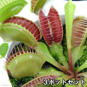 （食虫植物）ハエトリソウ　２〜３号（３ポット）｜chanet