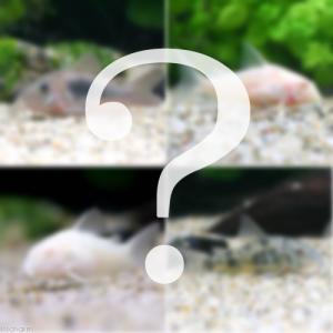 (熱帯魚)ビギナー向けおまかせコリドラス(3匹)...の商品画像