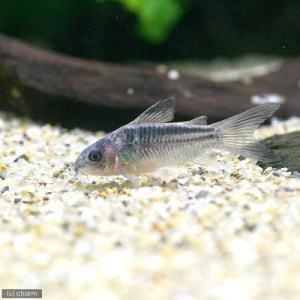 (熱帯魚)コリドラス・エレガンス(ワイルド)(...の詳細画像1