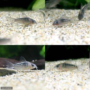(熱帯魚)コリドラス・エレガンス(ワイルド)(...の詳細画像2