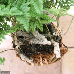 (観葉植物)苔玉 トキワシノブ Lサイズ(1個)の詳細画像1