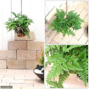 (観葉植物)苔玉 トキワシノブ Lサイズ(1個)の詳細画像2