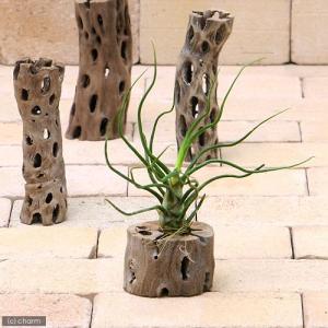 チャーム（charm） （観葉植物）エアープランツ チランジア イオナンタ