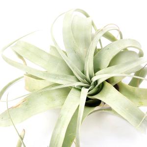 観葉植物：チランジア エアープランツ カーリースリム* 5号 吊り鉢