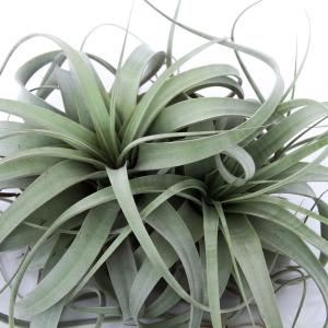 おしゃれ 観葉植物 エアープランツ：チランジア ベルゲリ クランプ