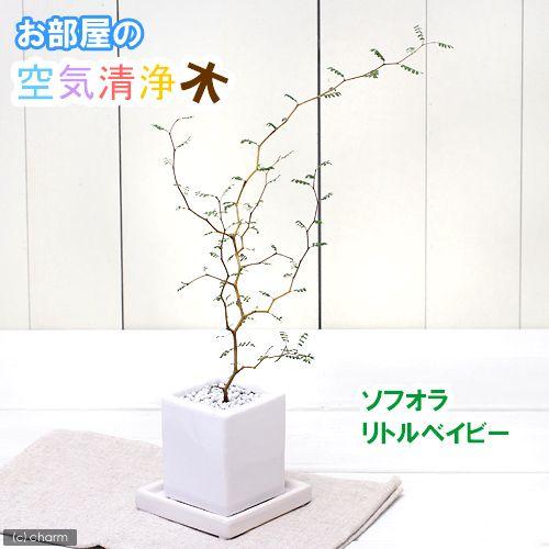 （観葉植物）メルヘンの木　ソフォラ　リトルベイビー　陶器鉢植え　ダイスＭ白（１鉢）　受皿付　白石　鉢...