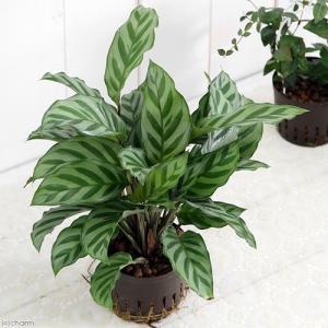 鉢花 観葉植物：リューカデンドロン ラグジュウム*リュウカデンドロン