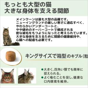 ロイヤルカナン 猫 メインクーン 成猫用 生後...の詳細画像2