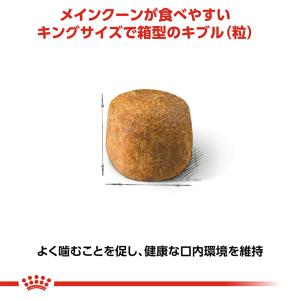 ロイヤルカナン 猫 メインクーン 成猫用 生後...の詳細画像4