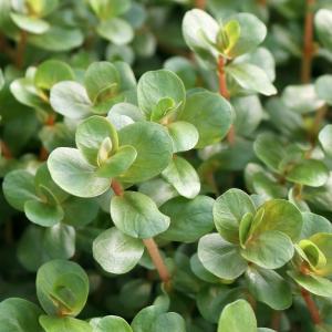 チャーム（charm） （水草）ルドウィジア レペンス グリーン（水上葉