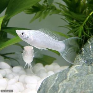 熱帯魚 モーリーの商品一覧 通販 Yahoo ショッピング