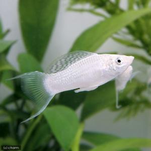 熱帯魚 モーリーの商品一覧 通販 Yahoo ショッピング