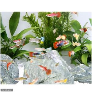 (熱帯魚)外国産ミックスグッピー(3ペア) 北...の詳細画像1