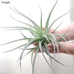 観葉植物：チランジア エアープランツ カーリースリム XXL 吊り鉢*エア