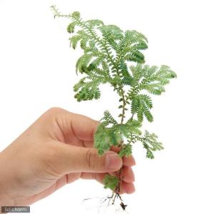 (テラリウム)レインボーファン(無農薬)(3本)の詳細画像1