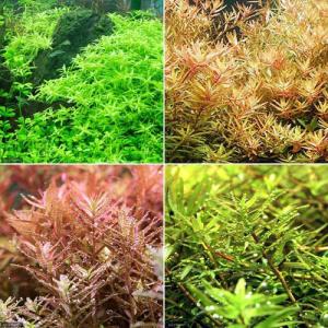 チャーム（charm） （水草）ルドウィジア レペンス ルビン（水中葉