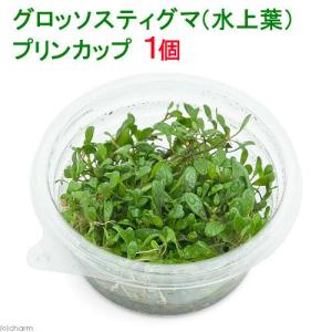 （水草）グロッソスティグマ（水上葉）プリンカップ（無農薬）（１個）｜chanet