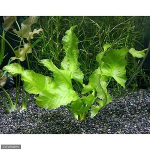 (ビオトープ)水生植物 河骨 ナガバコウホネ(...の詳細画像1