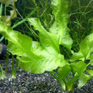 (ビオトープ)水生植物 河骨 ナガバコウホネ(...の詳細画像2