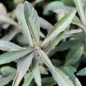 水草 ハイグロフィラ サリチフォリア 水上葉 無農薬 ６本 チャーム Charm Paypayモール店 通販 Paypayモール