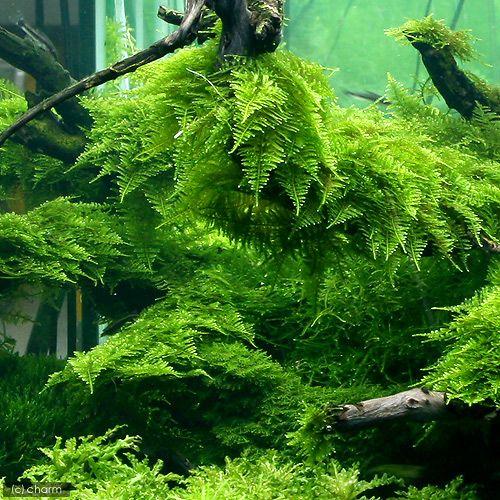 （水草）極　南米ウィローモス（水中葉）（無農薬）（１パック）