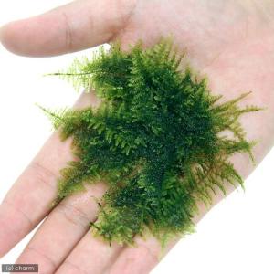 (水草)極 南米ウィローモス(水中葉)(無農薬...の詳細画像1