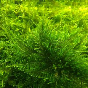(水草)★育成済★ ライフマルチ(茶)ジャイア...の詳細画像2