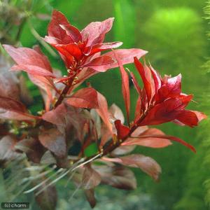 チャーム（charm） （水草）ホシクサsp．クチ（水中葉）（無農薬