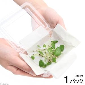 （水草）ミニマッシュルーム（水上葉）（無農薬）（１パック）
