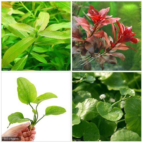 （水草）ビギナー３点セット（水上葉）＋おまかせエキノドルス（無農薬）（１個）（説明書付）