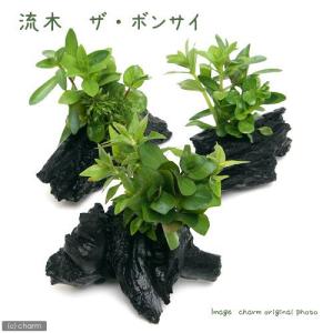 （水草）流木　ザ　ボンサイ　Ｓサイズ（水上葉）（無農薬）（３本）（約１５ｃｍ）｜chanet