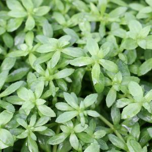 チャーム（charm） （水草）ルドウィジア レペンス グリーン（水上葉