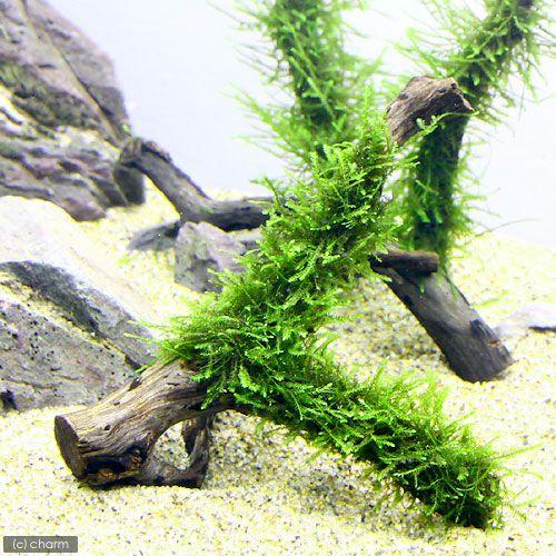 （水草）★育成済★　ウィローモス　枝状流木　Ｓサイズ（約１０ｃｍ〜）（水中葉）（無農薬）（１本）