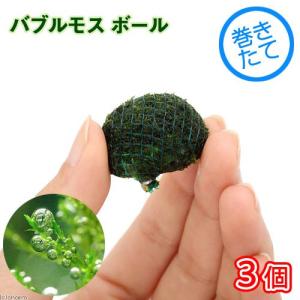 チャーム（charm） （水草）ホシクサsp．クチ（水中葉）（無農薬