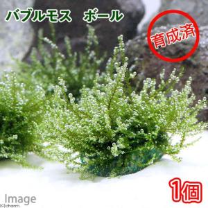 アナカリス 20本 : フォーカス ヤフー店 - 通販 - Yahoo!ショッピング