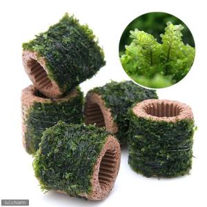 マクロアクア コーン スキマー KP−90 2000〜5000L DC