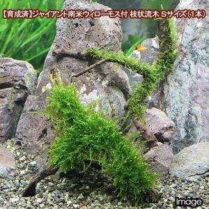 （水草）★育成済★　ジャイアント南米ウィローモス　枝状流木　Ｓサイズ（約１０ｃｍ〜）（水中葉）（無農薬）（１本）