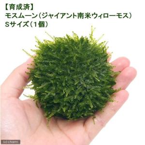 （水草）育成済　モスムーン（ジャイアント南米ウィローモス）　Ｓサイズ（無農薬）（１個）