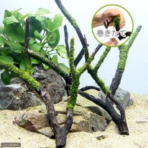 水草）アヌビアスナナゴールデン＆南米ウィローモス付 枝状流木 S