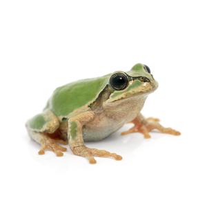 （両生類）ヒガシニホンアマガエル　ＷＣ個体（５匹）　北海道・九州航空便要保温｜チャーム charm ヤフー店