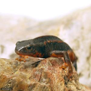 (両生類)アマミシリケンイモリ WC個体(6匹...の詳細画像1