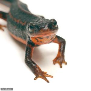 (両生類)アマミシリケンイモリ WC個体(6匹...の詳細画像2