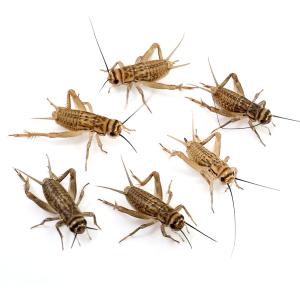 （生餌）ヨーロッパイエコオロギ　ＳＭ　約８０匹（１０グラム）　爬虫類　両生類　大型魚　餌　エサ　活餌　北海道・九州航空便要保温