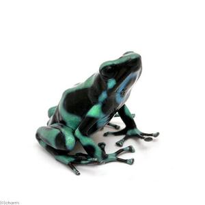 （両生類）マダラヤドクガエル　エルコープ“ｅｌ　ｃｏｐｅ”（１匹）　北海道・九州航空便要保温