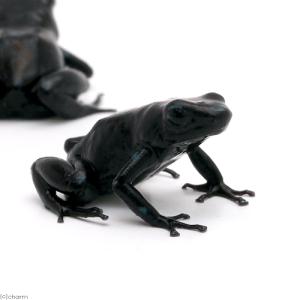 6月も販売！】ミイロヤドクガエル5匹セット