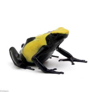 両生類）ミイロヤドクガエル シエリト“cielito”（1匹） 北海道